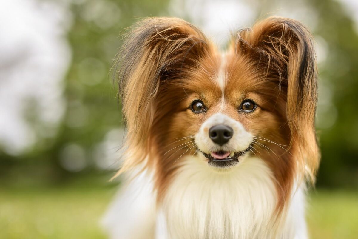 papillon