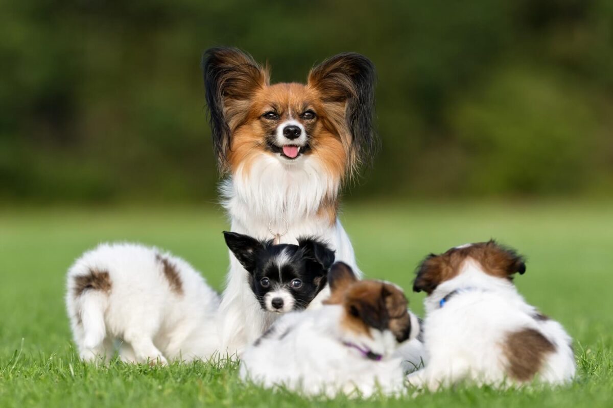 papillon