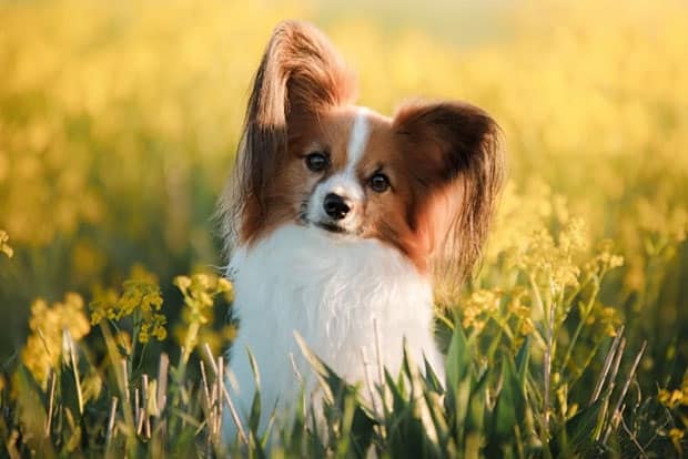 papillon