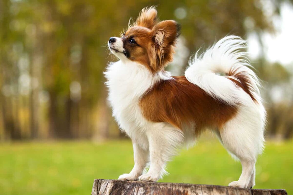 papillon