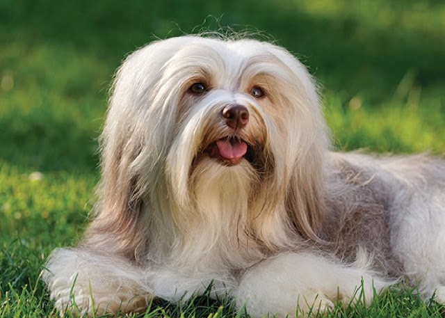 Havanese