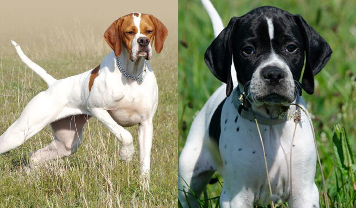 English Pointer