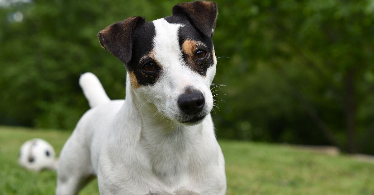 Jack Russells