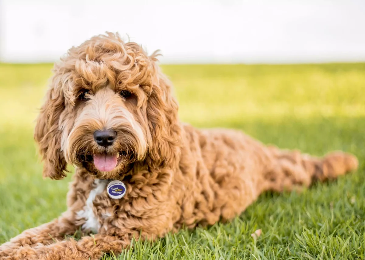Cavoodle