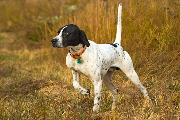 English Pointer