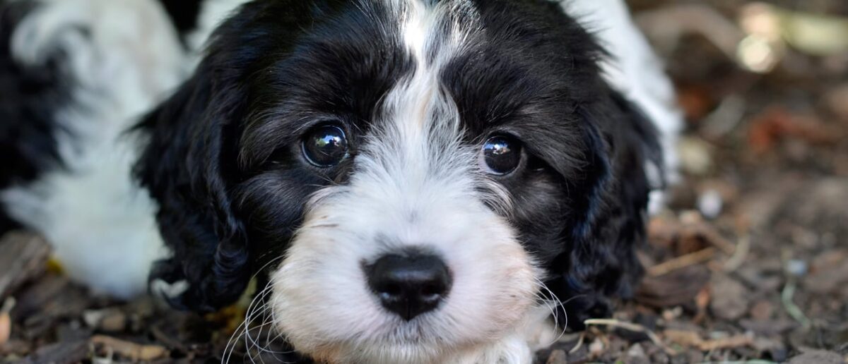 Cavoodle