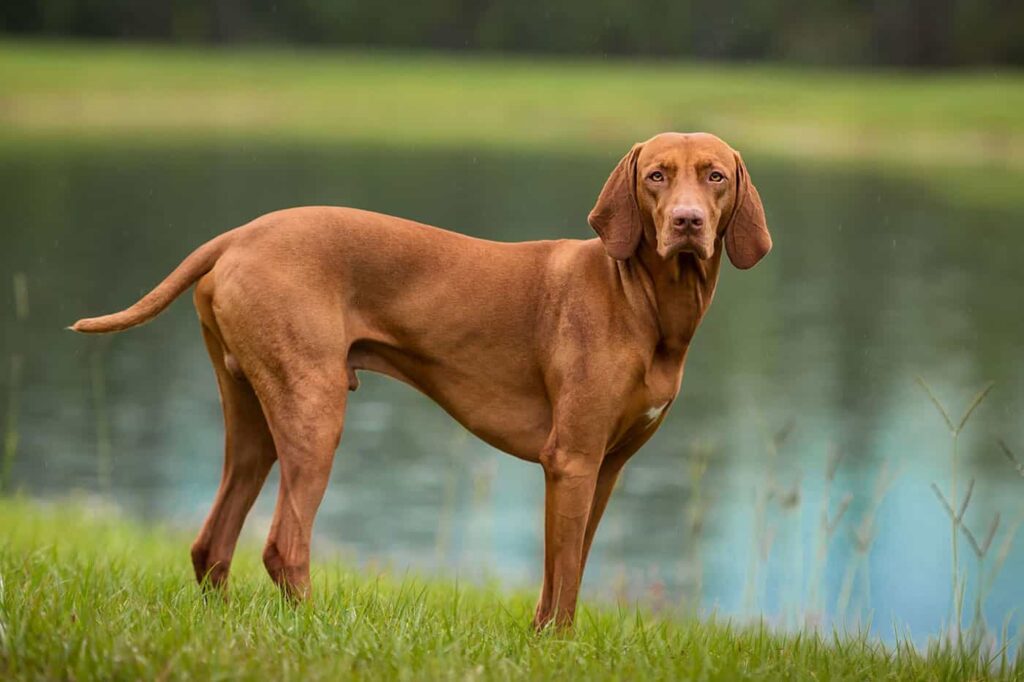 Vizsla