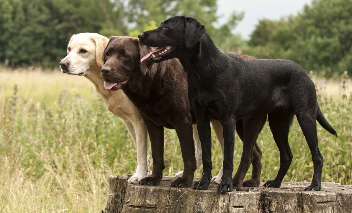 retriever labrador