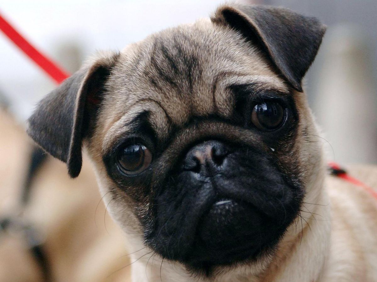 Pug