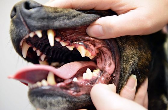 σκύλος δόντια