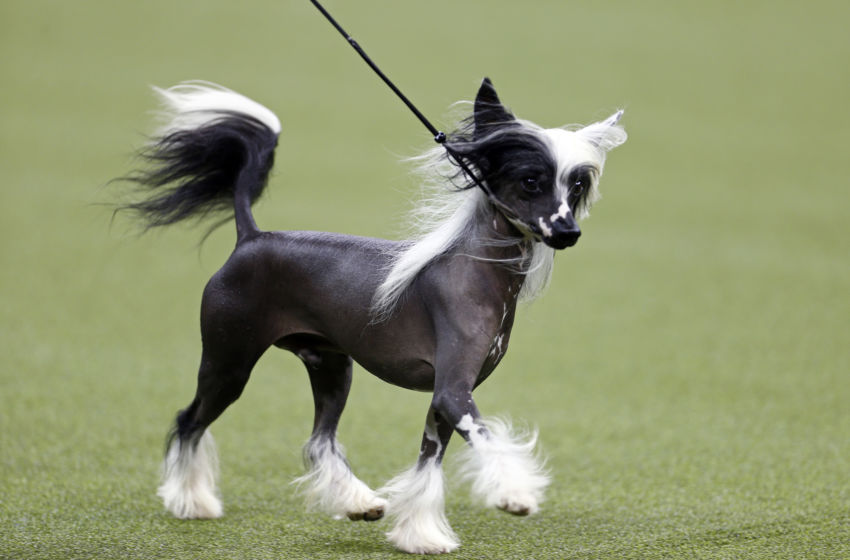 Chinese Crested