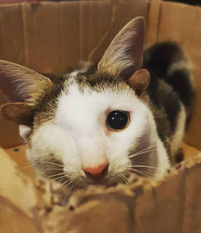 γατάκι με 4 αυτιά 