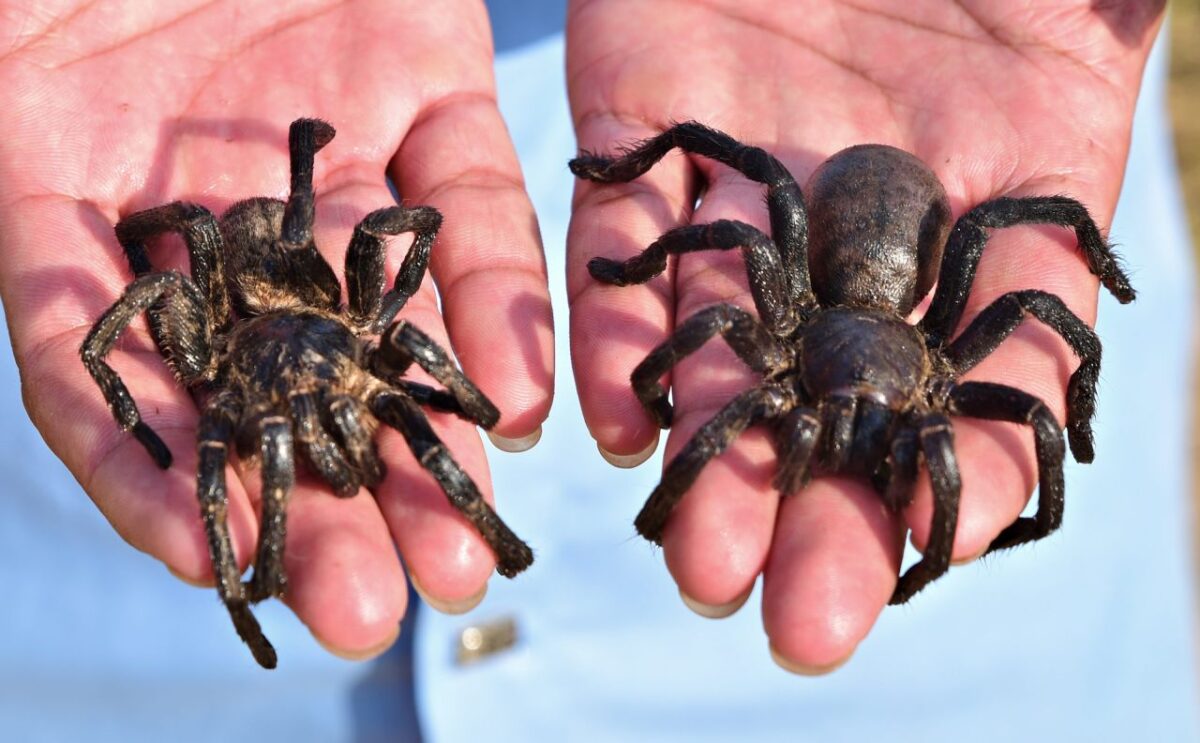 Tarantulas
