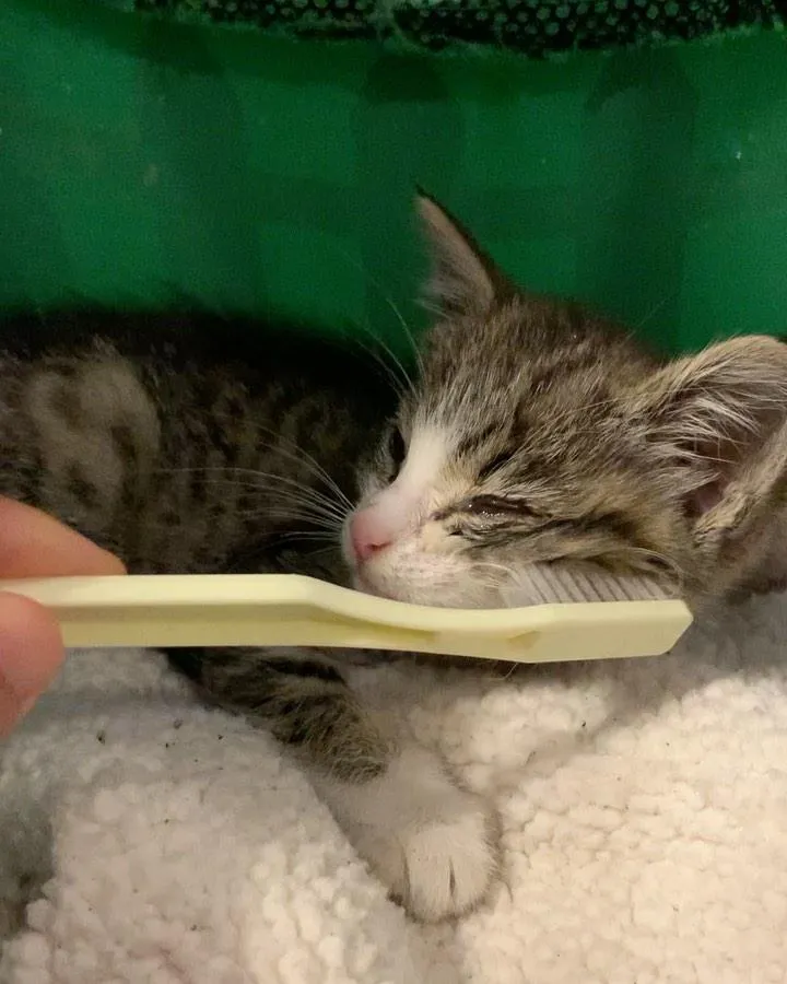 γάτα και οδοντόβουρτσα