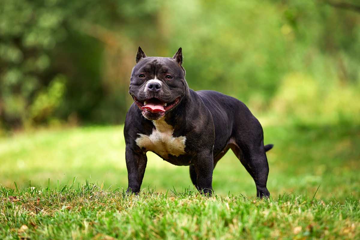 American Bully