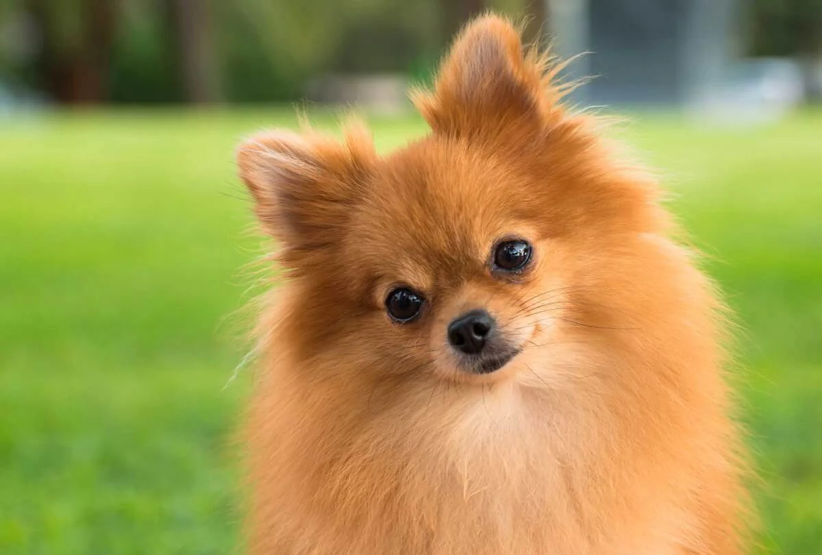 Pomeranian