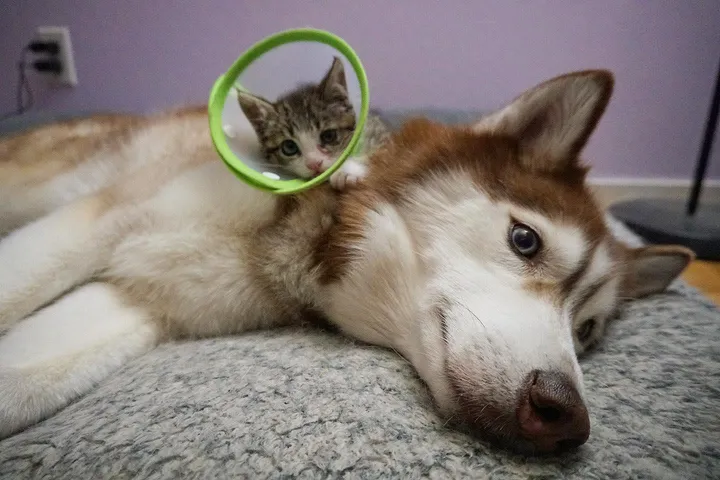 γάτα πάνω σε σκύλο