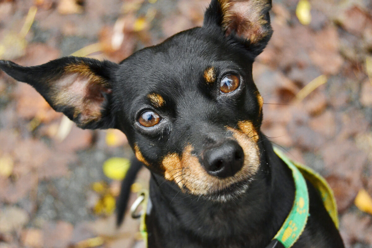 Miniature Pinscher