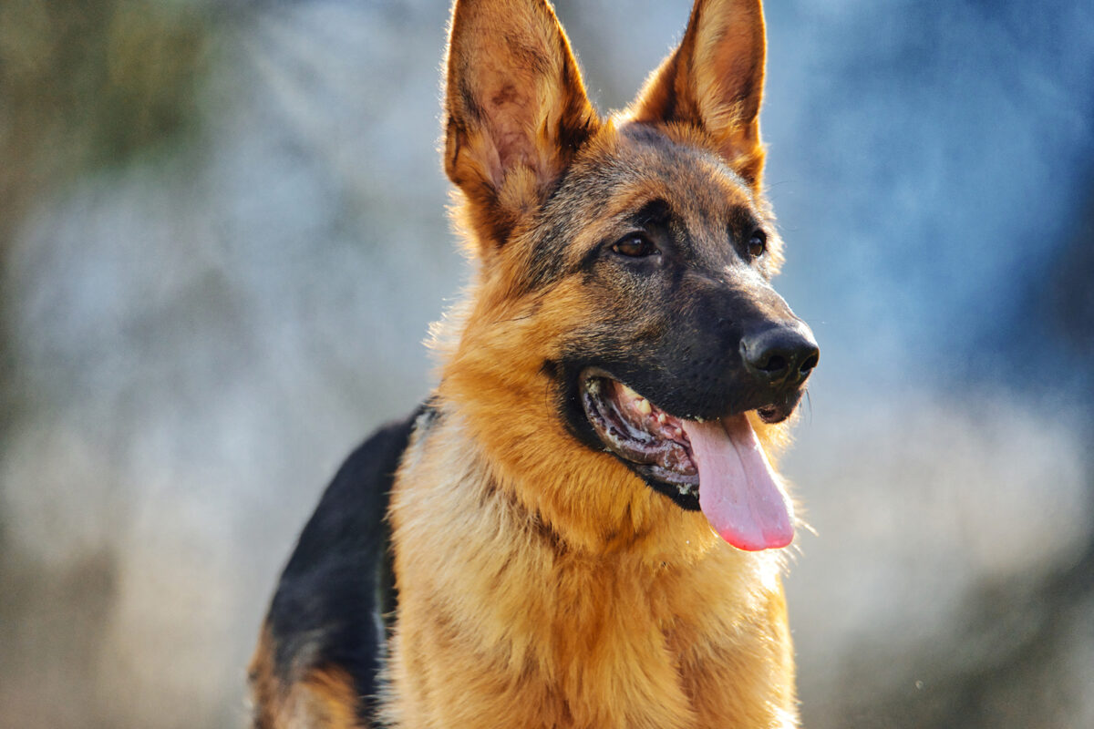 German Shepherd