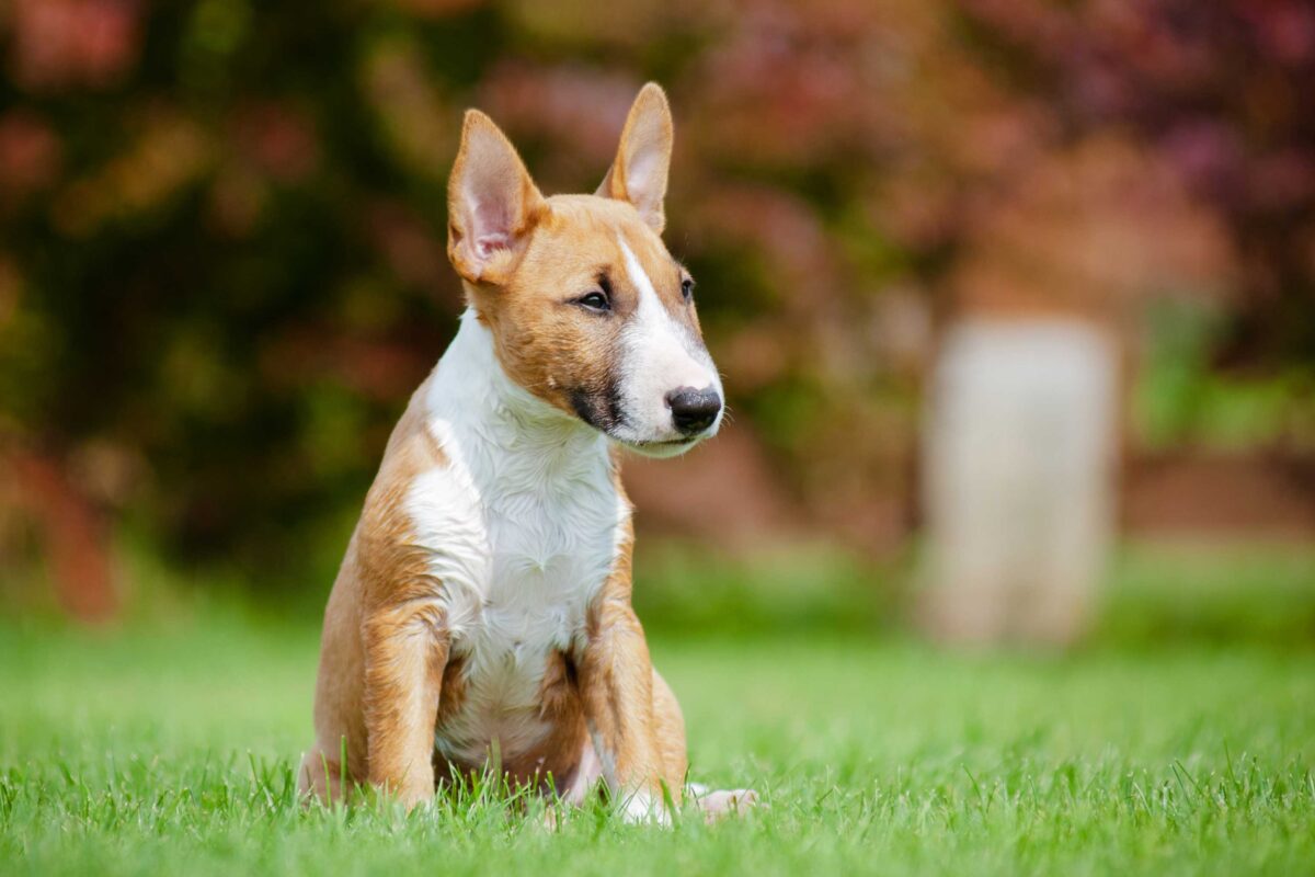 Miniature Bull Terrier