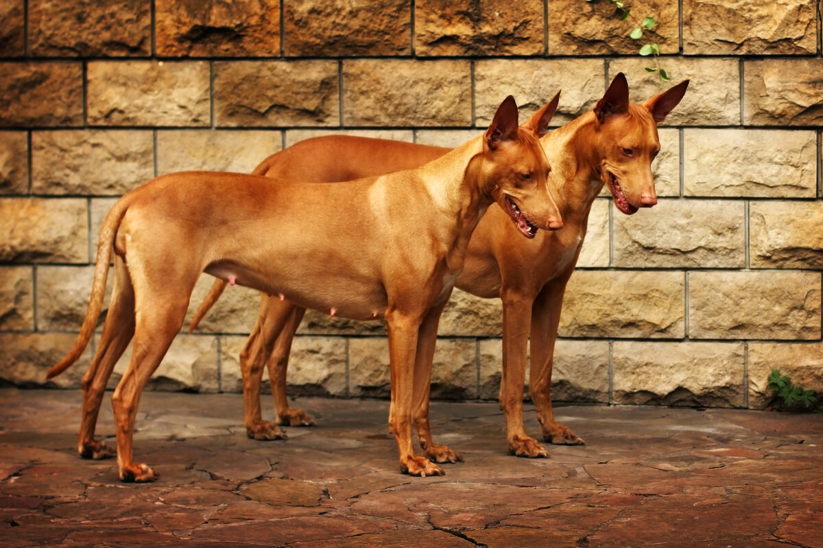 Pharaoh Hound