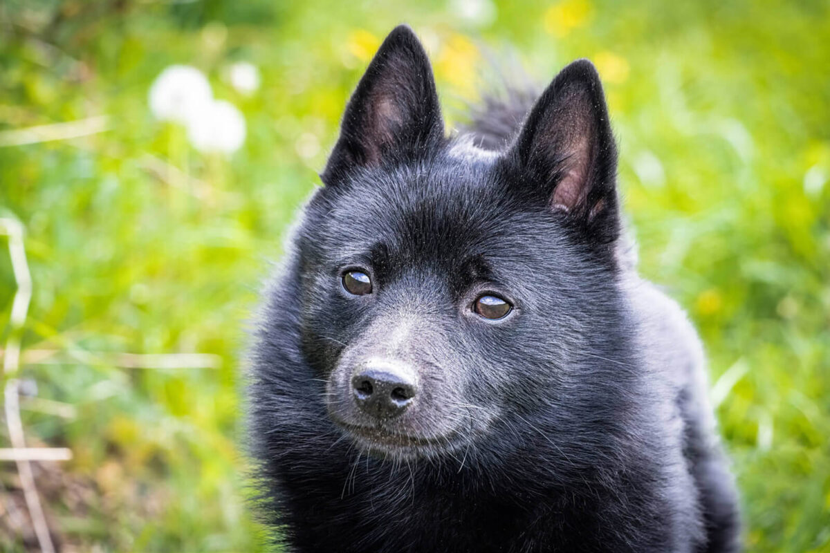 Schipperke