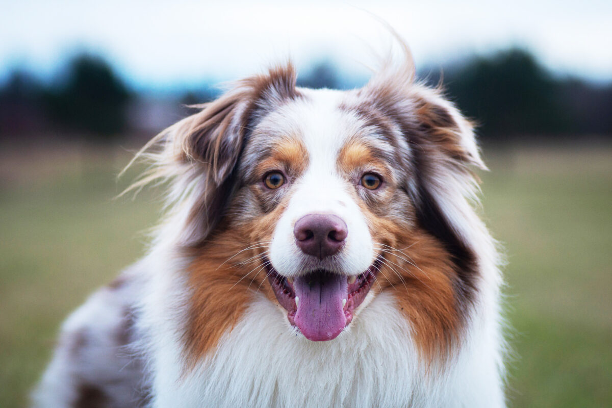 Australian Shepherd