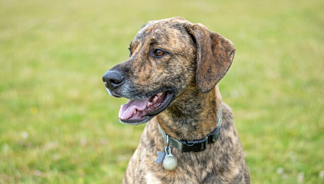 Plott Hound