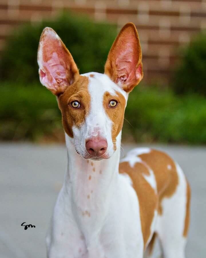 Ibizan Hound