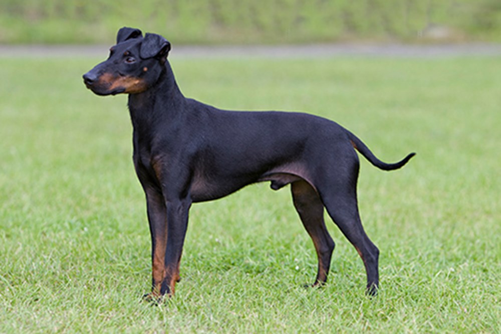 Manchester Terrier