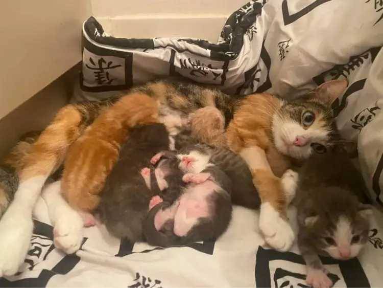 γάτα γέννησε 