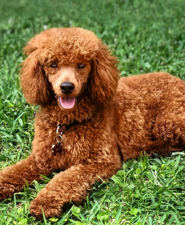 Miniature Poodle