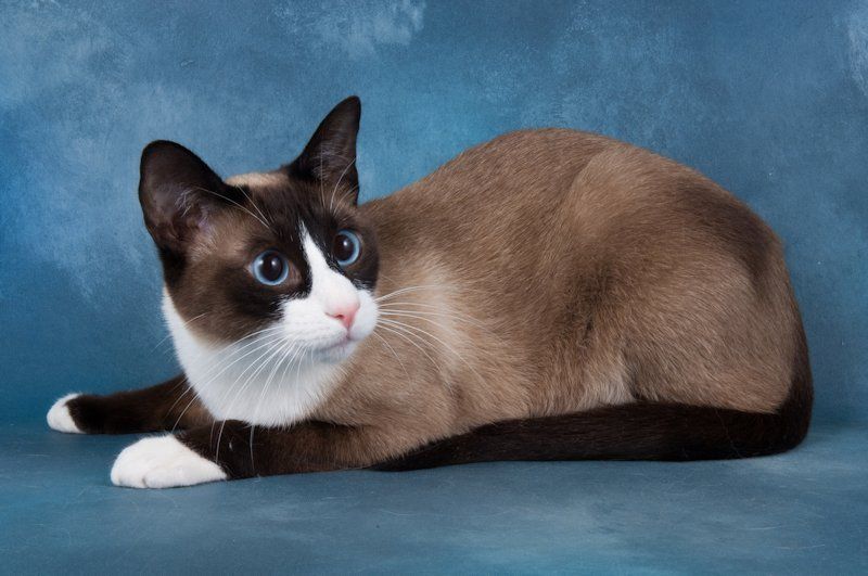 Snowshoe_cat