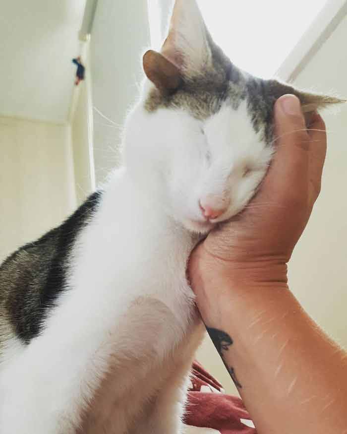 γατάκι με 4 αυτιά 