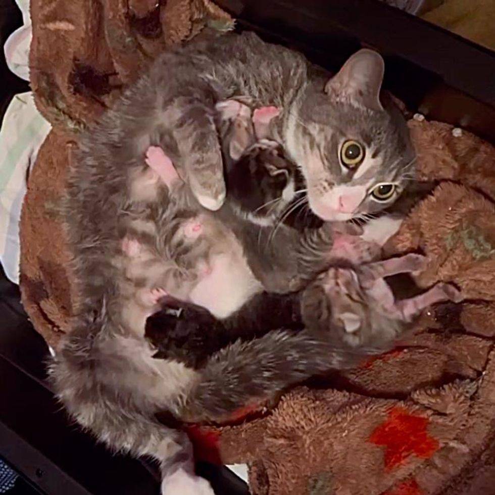 έγκυος γάτα 