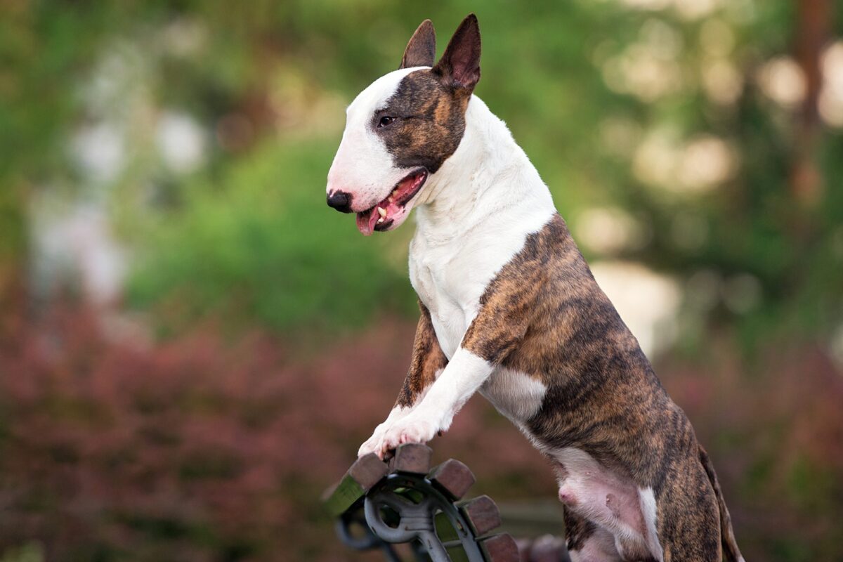 Miniature Bull Terrier