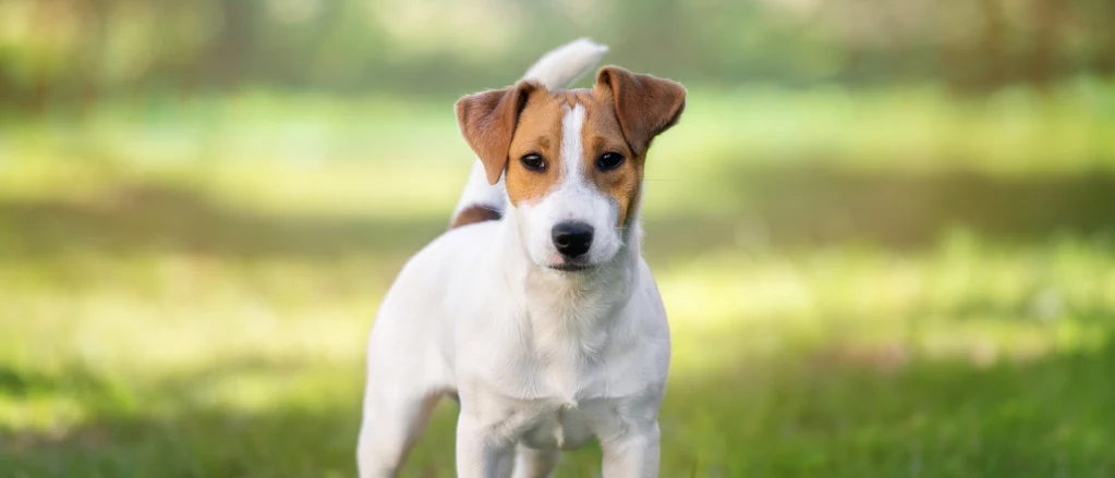 Parson Russell Terrier