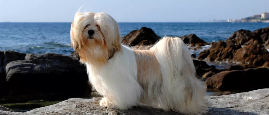 Lhasa Apso