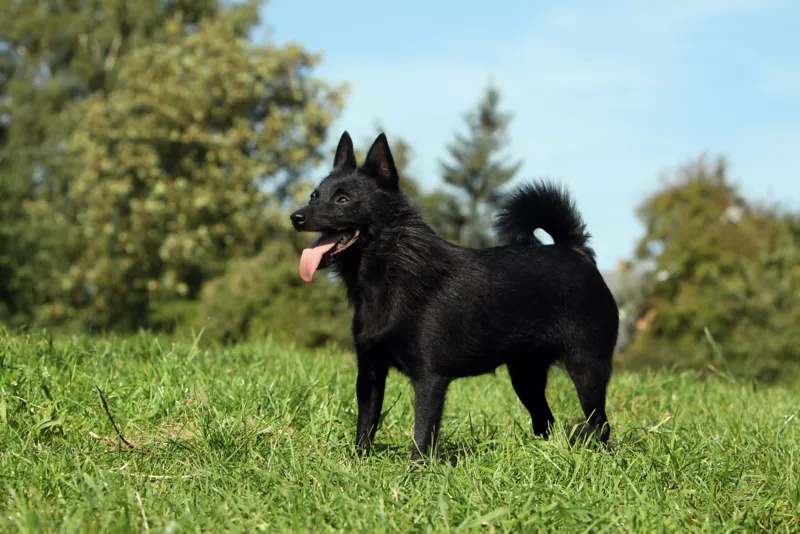 Schipperke