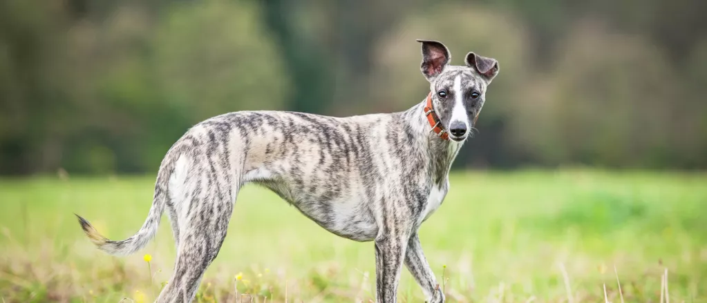 whippet 
