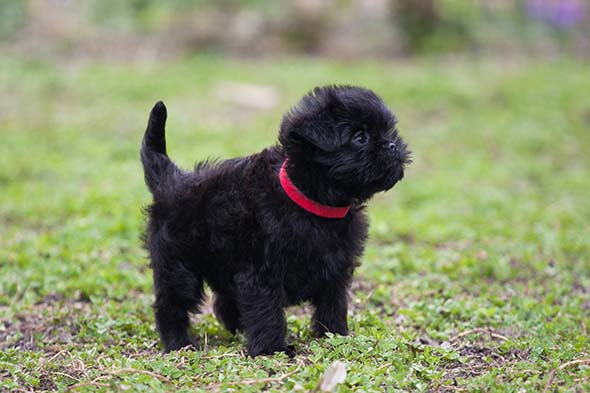 Affenpinscher