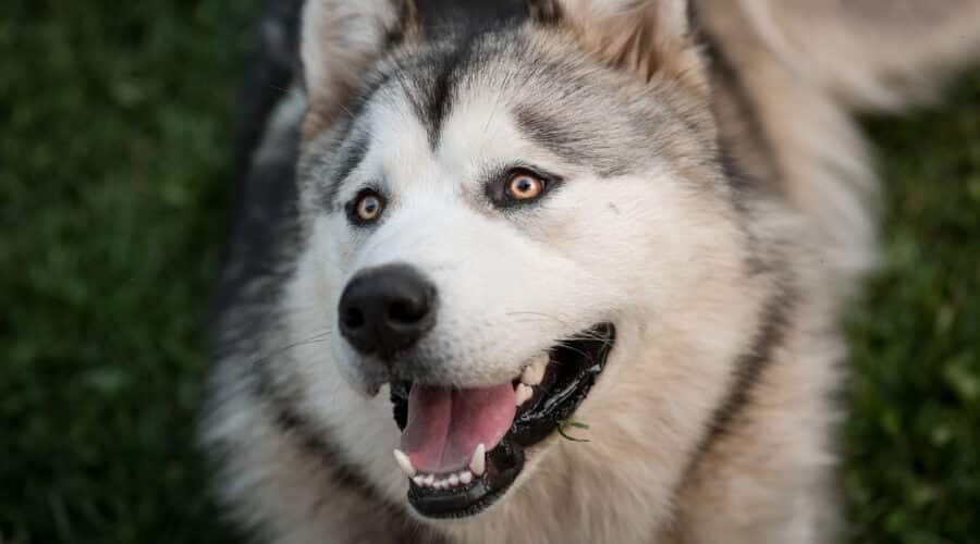 Alaskan Malamute