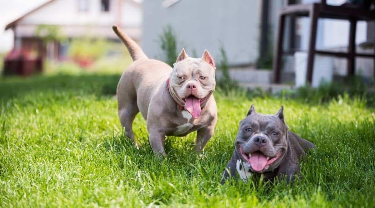 American Bully