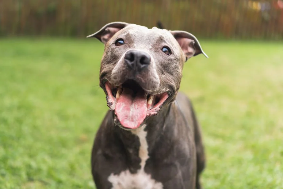 Pitbull Terrier