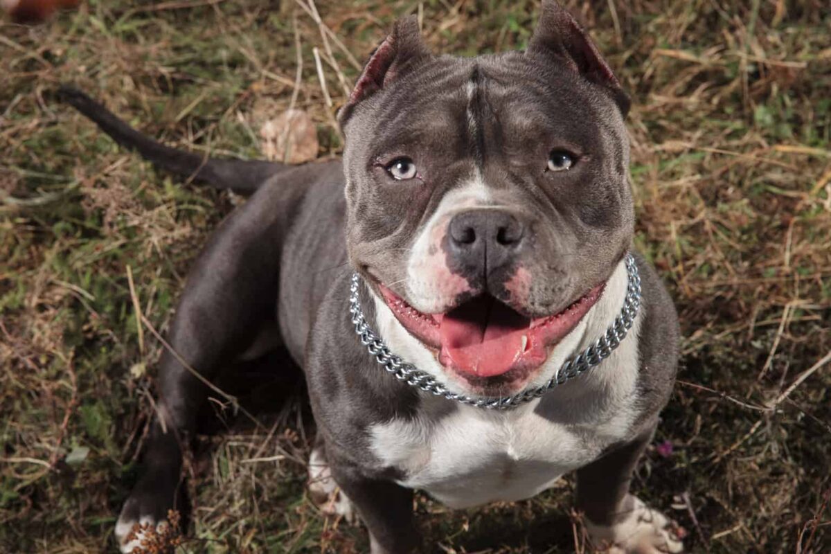 American Bully
