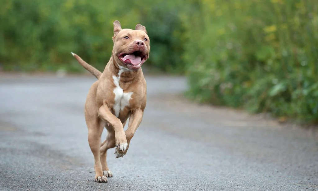 Pitbull Terrier