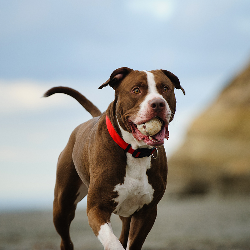 Pitbull Terrier
