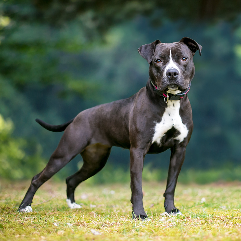 Pitbull Terrier