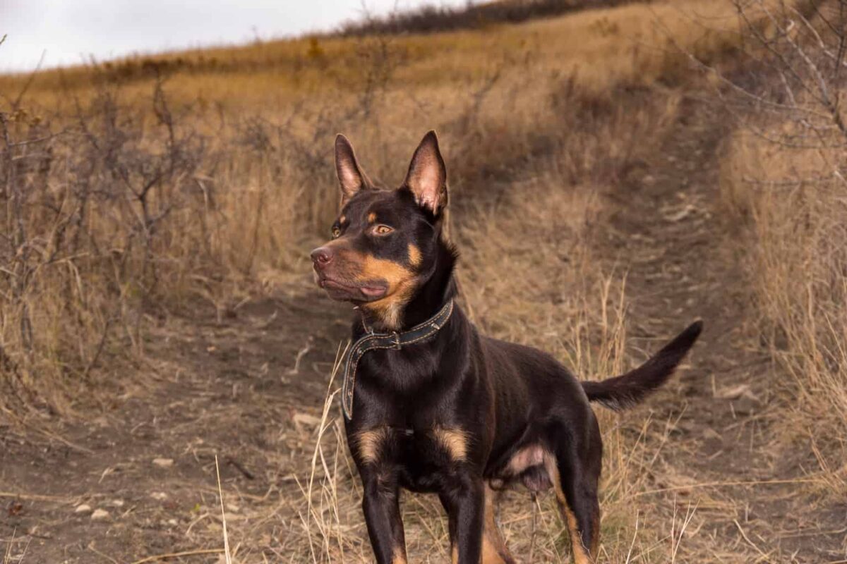 Αυστραλιανό Kelpie