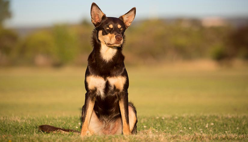 Kelpie